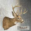 Whitetail Deer Taxidermy Shoulder Mount For Sale - Image 4