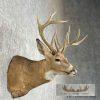 Whitetail Deer Taxidermy Shoulder Mount For Sale - Image 5
