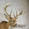 Whitetail Deer Taxidermy Shoulder Mount For Sale - Image 7