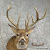 Whitetail Deer Taxidermy Shoulder Mount For Sale - Image 8
