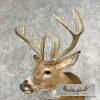 Whitetail Deer Taxidermy Shoulder Mount For Sale - Image 9