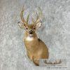 Whitetail Deer Taxidermy Shoulder Mount For Sale - Image 4