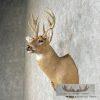 Whitetail Deer Taxidermy Shoulder Mount For Sale - Image 3