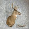 Whitetail Deer Taxidermy Shoulder Mount For Sale - Image 2