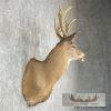 Whitetail Deer Taxidermy Shoulder Mount For Sale - Image 5