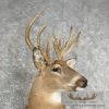 Whitetail Deer Taxidermy Shoulder Mount For Sale - Image 7