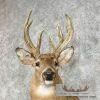 Whitetail Deer Taxidermy Shoulder Mount For Sale - Image 8