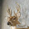 Whitetail Deer Taxidermy Shoulder Mount For Sale - Image 6