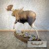 Alaskan Yukon Moose Life-Size Taxidermy Mount For Sale - Image 11