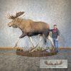 Alaskan Yukon Moose Life-Size Taxidermy Mount For Sale - Image 12
