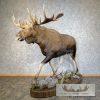 Alaskan Yukon Moose Life-Size Taxidermy Mount For Sale - Image 3