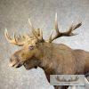 Alaskan Yukon Moose Life-Size Taxidermy Mount For Sale - Image 4