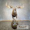Alaskan Yukon Moose Life-Size Taxidermy Mount For Sale - Image 2