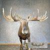Alaskan Yukon Moose Life-Size Taxidermy Mount For Sale - Image 5
