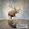 Alaskan Yukon Moose Life-Size Taxidermy Mount For Sale - Image 6