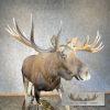 Alaskan Yukon Moose Life-Size Taxidermy Mount For Sale - Image 7
