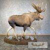 Alaskan Yukon Moose Life-Size Taxidermy Mount For Sale - Image 8