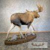 Alaskan Yukon Moose Life-Size Taxidermy Mount For Sale - Image 9