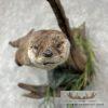 River Otter Life-Size Taxidermy Mount For Sale - Image 2