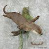 River Otter Life-Size Taxidermy Mount For Sale - Image 7