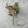 River Otter Life-Size Taxidermy Mount For Sale - Image 3