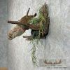 River Otter Life-Size Taxidermy Mount For Sale - Image 4