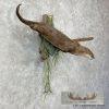 River Otter Life-Size Taxidermy Mount For Sale - Image 8