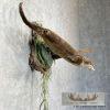 River Otter Life-Size Taxidermy Mount For Sale - Image 5
