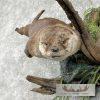 River Otter Life-Size Taxidermy Mount For Sale - Image 6