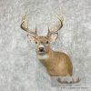 Whitetail Deer Taxidermy Shoulder Mount For Sale - Image 4