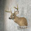 Whitetail Deer Taxidermy Shoulder Mount For Sale - Image 2