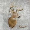 Whitetail Deer Taxidermy Shoulder Mount For Sale - Image 3