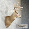 Whitetail Deer Taxidermy Shoulder Mount For Sale - Image 5