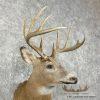 Whitetail Deer Taxidermy Shoulder Mount For Sale - Image 6