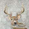 Whitetail Deer Taxidermy Shoulder Mount For Sale - Image 7