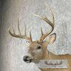 Whitetail Deer Taxidermy Shoulder Mount For Sale - Image 8