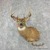 Whitetail Deer Taxidermy Shoulder Mount For Sale - Image 3