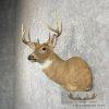 Whitetail Deer Taxidermy Shoulder Mount For Sale - Image 2