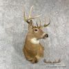 Whitetail Deer Taxidermy Shoulder Mount For Sale - Image 4