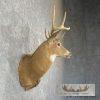 Whitetail Deer Taxidermy Shoulder Mount For Sale - Image 5