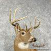 Whitetail Deer Taxidermy Shoulder Mount For Sale - Image 6