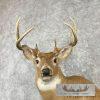 Whitetail Deer Taxidermy Shoulder Mount For Sale - Image 7