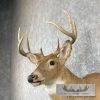 Whitetail Deer Taxidermy Shoulder Mount For Sale - Image 8