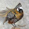 Reeves Pheasant Taxidermy Bird Mount For Sale - Image 7