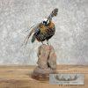 Reeves Pheasant Taxidermy Bird Mount For Sale - Image 3