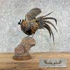 Reeves Pheasant Taxidermy Bird Mount For Sale - Image 4