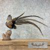 Reeves Pheasant Taxidermy Bird Mount For Sale - Image 5