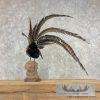 Reeves Pheasant Taxidermy Bird Mount For Sale - Image 6