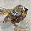 Reeves Pheasant Taxidermy Bird Mount For Sale - Image 2