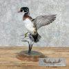 Wood Duck Taxidermy Bird Mount For Sale - Image 2